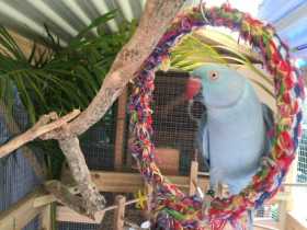 Lost Australian Ringneck Parakeet