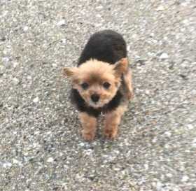 Lost Dog