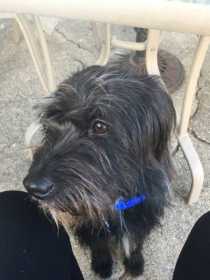 Lost Dog