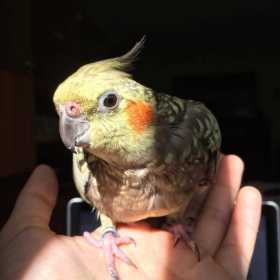 Lost Cockatiel