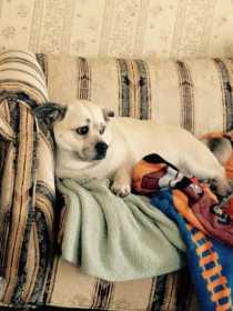 Lost Dog