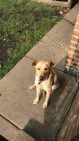 Lost Dog