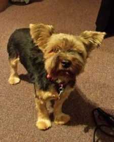 Lost Dog