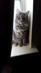 Lost Cat