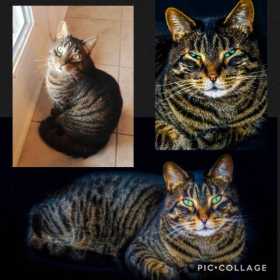 Lost Cat
