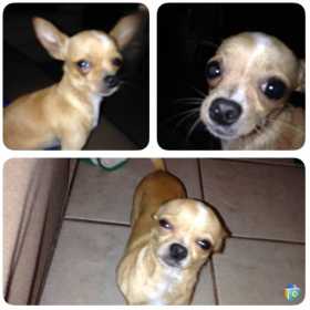 Lost Dog