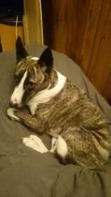 Lost Dog