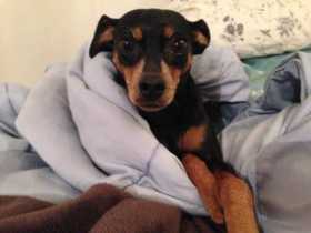 Lost Dog