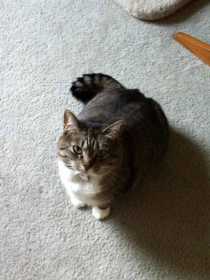 Lost Cat