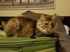 Lost Cat