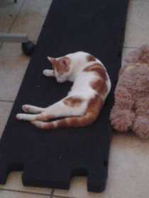Lost Cat