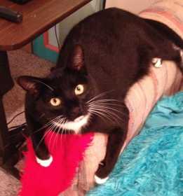 Lost Cat