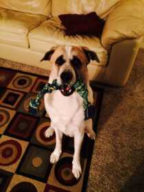 Lost Dog