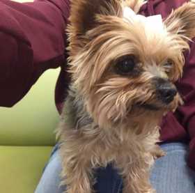 Lost Dog