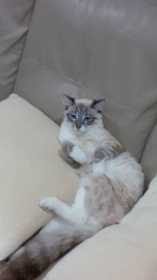 Lost Cat