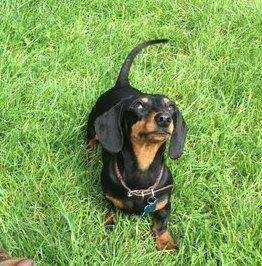 Lost Dog