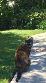 Lost Cat