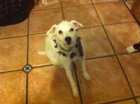 Lost Dog