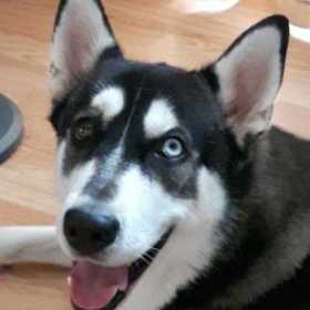 Lost Dog