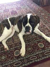 Lost Dog