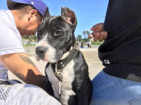 Lost Dog