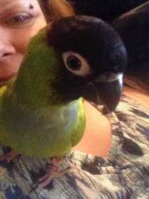 Lost Conure