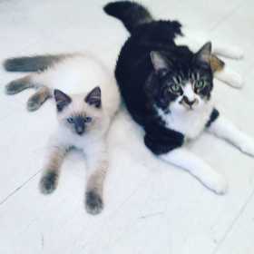 Lost Cat