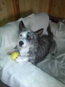 Lost Dog