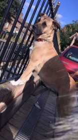 Lost Dog