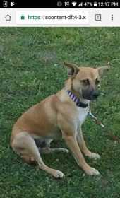 Lost Dog