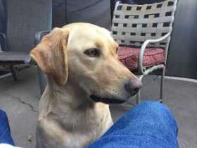 Lost Dog
