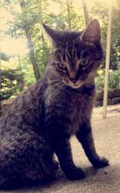 Lost Cat