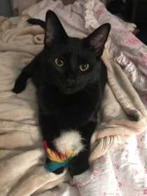 Lost Cat