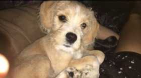 Lost Dog