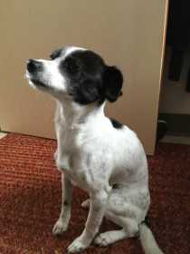 Lost Dog