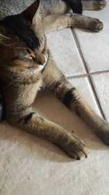 Lost Cat