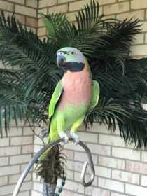 Lost Mustached / Moustached Parakeet