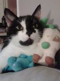 Lost Cat