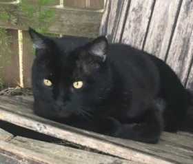 Lost Cat