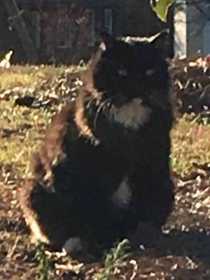 Lost Cat