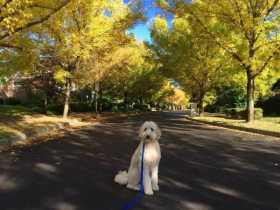 Lost Dog