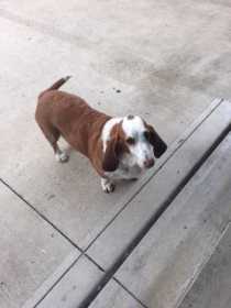 Lost Dog