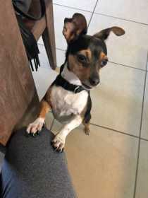 Lost Dog