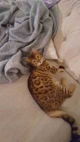 Lost Cat