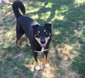 Lost Dog