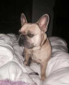 Lost Dog