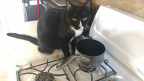 Lost Cat