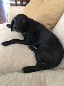 Lost Dog