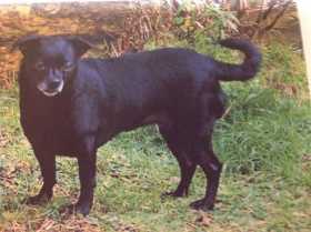 Lost Dog