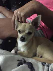 Lost Dog